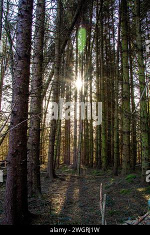 Splendido sole invernale e sole invernale attraverso gli alti alberi di Templeton Woods a Dundee, Scozia Foto Stock