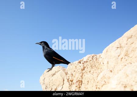 Un uccello siede sulle rovine di Masada, un'antica fortezza ebraica in Israele Foto Stock