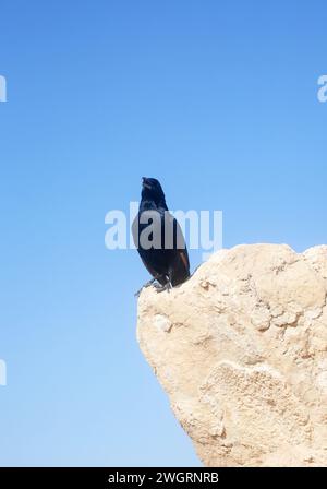 Un uccello siede sulle rovine di Masada, un'antica fortezza ebraica in Israele Foto Stock