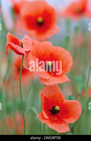 Papaveri a testa lunga (Papaver dubium) che crescono su un terreno disturbato sulla rotatoria stradale, Inverness-shire, Scozia, luglio 1997 Foto Stock