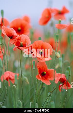 Papaveri a testa lunga (Papaver dubium) che crescono su un terreno disturbato sulla rotatoria stradale, Inverness-shire, Scozia, luglio 1997 Foto Stock