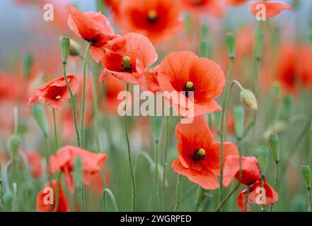 Papaveri a testa lunga (Papaver dubium) che crescono su un terreno disturbato sulla rotatoria stradale, Inverness-shire, Scozia, luglio 1997 Foto Stock