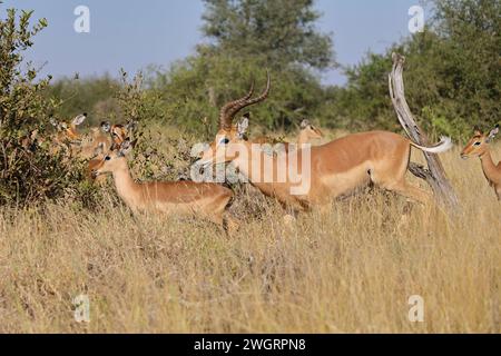 Schwarzfersenantilope / Impala / Aepyceros melampus Foto Stock