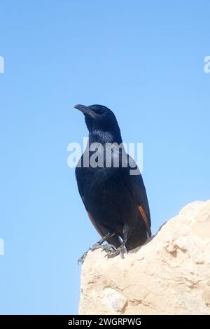 Un uccello siede sulle rovine di Masada, un'antica fortezza ebraica in Israele Foto Stock