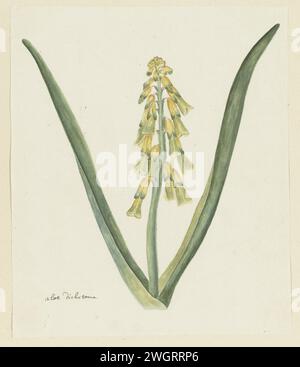 Lachenalia aloides (L.F.) Engl. (Fiore di Opale), 1777 - 1786 disegno Lachenalia aloides (L.F.) Engl. carta. vernice del ponte. inchiostro. matita. gesso. pennarello ad acquerello (vernice) / pennello piante; vegetazione Foto Stock