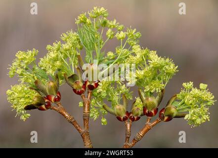 Norway Maple (Acer platanoides) boccioli e fiori apertura in primavera, Berwickshire, Scozia, maggio Foto Stock