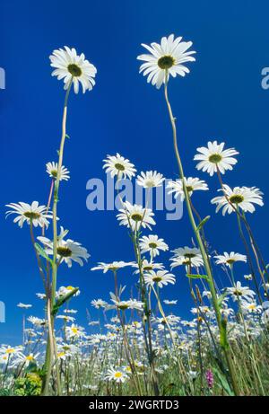 OX-Eye Daisies (Leucanthemum vulgare) fotografato da un punto di vista basso sul Road Verge, Isola di Skye, Scozia, luglio. Foto Stock