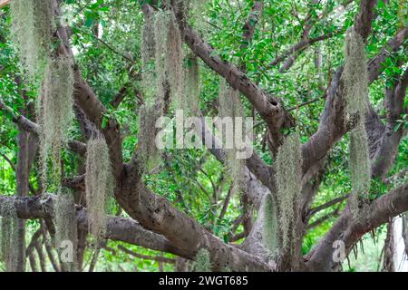 Piantate Tillandsia Usneoides nel giardino naturale su un esotico albero tropicale ficus in una palude umida della giungla. Foto Stock