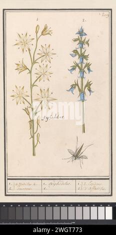 Affodil (Asphodelus) e Ruig Klokje (Campanula Trachelium), Anselmus Boëtius de Boodt, 1596 - 1610 disegno Affodil e (probabilmente) orologio ruvido, anch'esso una zanzara a gambe lunghe. Numerato in alto a destra: 209. Con il nome latino. Parte del terzo album con disegni di fiori e piante. Decimo di dodici album con disegni di animali, uccelli e piante conosciuti intorno al 1600, commissionati dall'imperatore Rodolfo II Con spiegazione in olandese, latino e francese. Relatore per parere: Praagdraftsman: Carta di Delft. acquerello (vernice). vernice del ponte. gesso. pennello a inchiostro / fiori di penna: asphodelus. fiori: campanula. poll Foto Stock