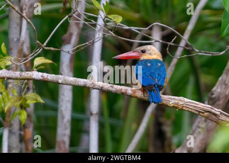 Kingfisher a becco d'oca (Pelargopsis capensis) dal Parco nazionale di Tanjong Puting, Kalimantan, Borneop, Indonesia. Foto Stock