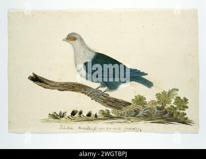 Tartaruga indiana delle Seychelles, in o dopo il 1776 - 1780 circa Drawing Bird study: Lovebird indiano delle Seychelles. È un piccione blu (Alectoenas), probabilmente un piccione blu Seychel (Alectreenas Pulcherrimus). Sconosciuto nell'Africa meridionale. carta. vernice del ponte. inchiostro. matita. gesso. penna/pennello per acquerello Foto Stock