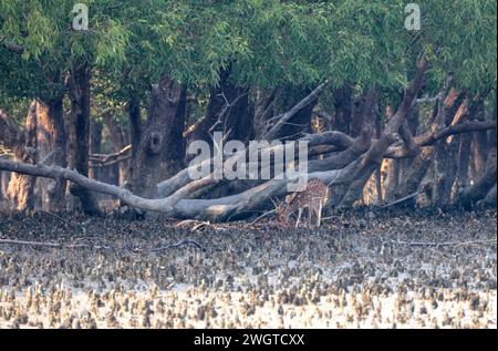 Il cervo chital o chetale o cervo dell'asse è una specie di cervo originaria del subcontinente indiano. Questa foto è stata scattata dal Bangladesh. Foto Stock