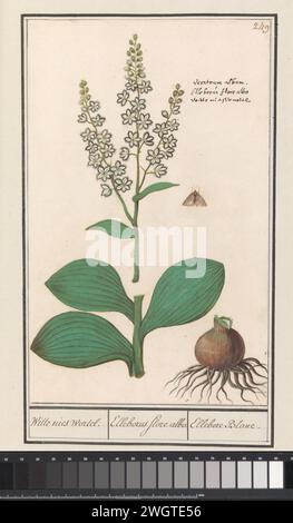 White Sneeze root (Veratrum album), Anselmus Boëtius de Boodt, 1596 - 1610 disegno White Sneezing root. Numerato in alto a destra: 249. In alto a destra il nome Latin and Dutch. Parte del terzo album con disegni di fiori e piante. Decimo di dodici album con disegni di animali, uccelli e piante conosciuti intorno al 1600, commissionati dall'imperatore Rodolfo II Con spiegazione in olandese, latino e francese. Relatore per parere: Praagdraftsman: Carta di Delft. acquerello (vernice). vernice del ponte. gesso. pennello a inchiostro / fiori di penna: falso foro Foto Stock