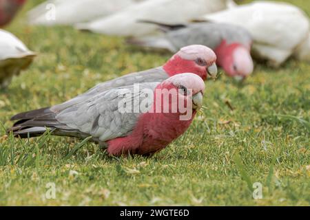 Galah dai colori delicati (eolothus roseicappilla), note anche come cacatua rosa e grigia o petto rosa, lungo la Great Ocean Road a Victoria. Foto Stock