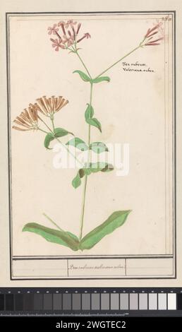 Pianta sconosciuta, Anselmus Boëtius de Boodt, 1596 - 1610 disegno pianta sconosciuta con mazzi di fiori rosa. Niente Valerian. Numerato in alto a destra: 280. Con il nome in latino. Parte del terzo album con disegni di fiori e piante. Decimo di dodici album con disegni di animali, uccelli e piante conosciuti intorno al 1600, commissionati dall'imperatore Rodolfo II Con spiegazione in olandese, latino e francese. Relatore per parere: Praagdraftsman: Carta di Delft. acquerello (vernice). vernice del ponte. gesso. pennello a inchiostro / pennarelli Foto Stock