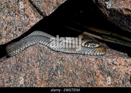 Serpente d'erba che si crogiola nella roccia Foto Stock