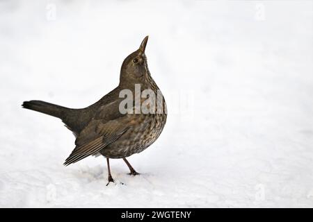 Blackbird sulla neve in inverno Foto Stock