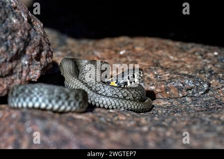 Serpente d'erba che si crogiola nella roccia Foto Stock
