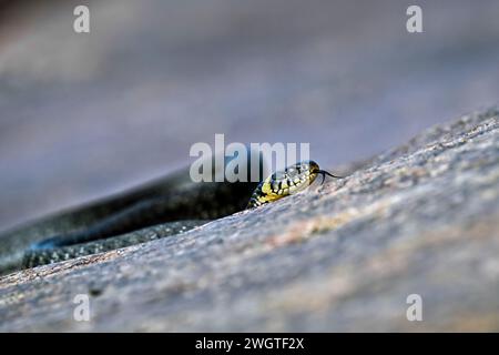 Serpente d'erba sulla roccia costiera Foto Stock