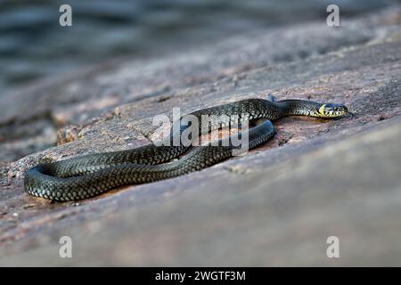 Serpente d'erba che si crogiola sulla crepa di roccia Foto Stock