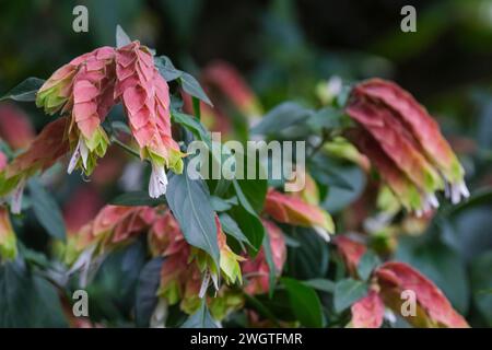 Justicia brandegeeana, Shrimp Plant, falso luppolo, bratti rosa, piccoli fiori bianchi tubulari Foto Stock