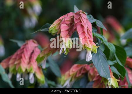 Justicia brandegeeana, Shrimp Plant, falso luppolo, bratti rosa, piccoli fiori bianchi tubulari Foto Stock