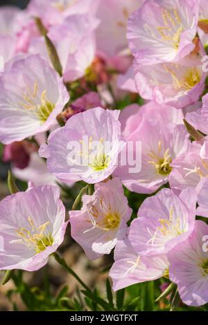 Oenothera speciosa Siskiyou, Siskiyou prisma della sera bianca, venature scure, fiori rosa pallido che si sfumano di bianco al centro Foto Stock