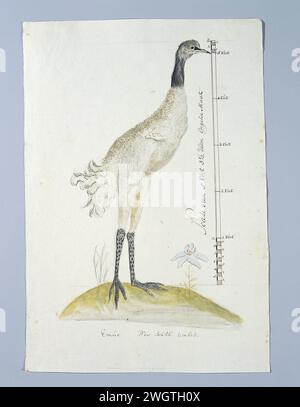 Dromaius novaehollandiae (EMU), 1770 - 1780 Drawing Bird study: Emoe (Dromaius novaehollandiae) dal nuovo Galles del Sud, Australia; non conosciuto in Africa meridionale. Con scala in formato inglese. Nuovo giornale del Galles del Sud. inchiostro. matita. gesso. penna/pennello per acquerello Foto Stock