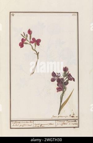 Muurbloem (erysimum Cheir), Jan Anton Garemy, 1790 - 1799 Fiore da parete (caviglia -fiorito). Numerato in alto a destra: 112. In alto a sinistra contrassegnato da un asterisco. Parte del secondo album con disegni di fiori e piante. Nono di dodici album con disegni di animali, uccelli e piante conosciuti intorno al 1600, commissionati dall'imperatore Rodolfo II Con spiegazione in olandese, latino e francese. Carta usata. acquerello (vernice). mazzo di pittura a pennello fiori: wallflower Foto Stock