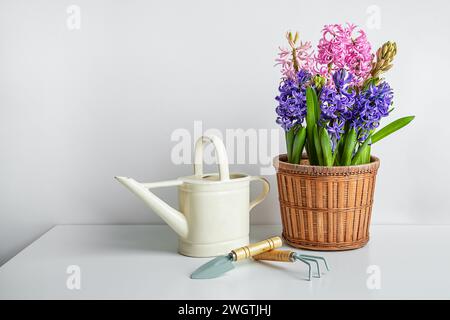 Giacinto fiorito in una pentola, una lattina da irrigazione e attrezzi da giardino sulla tavola bianca - giardinaggio casalingo come hobby e connessione con il concetto della natura Foto Stock