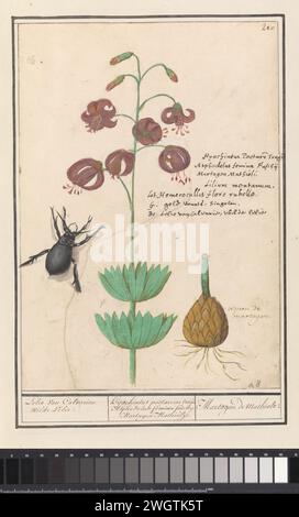 Giglio turco (Lilium Martagon), Anselmus Boëtius de Boodt, 1596 - 1610 disegnando giglio turco, con dettaglio dal bol. Con questo anche uno scarabeo nero. Numerato in alto a destra: 210. In alto a destra, il nome è disponibile in tre lingue. Parte del terzo album con disegni di fiori e piante. Decimo di dodici album con disegni di animali, uccelli e piante conosciuti intorno al 1600, commissionati dall'imperatore Rodolfo II Con spiegazione in olandese, latino e francese. Relatore per parere: Praagdraftsman: Carta di Delft. acquerello (vernice). vernice del ponte. gesso. Pennello a inchiostro / fiori della penna: Giglio del cappuccio di Turk. insetti: coleottero Foto Stock