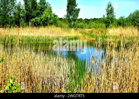 All'inizio della primavera. Le rive del lago erano ricoperte da una fitta vegetazione verde. Foto Stock