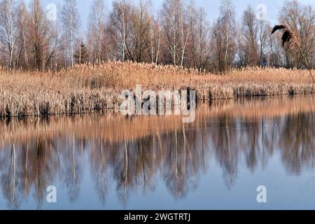 Alberi e canne secche che che crescono sulla riva del lago si riflettono sulla superficie dell'acqua. Foto Stock