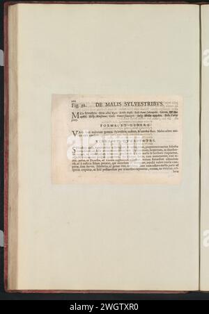 FIG. 52 "il cattivo Silvestro" nel Boodts Herbarium van 1640, Anselm Boote de Boodt, 1640 foglio di testo Beschrijving bij Fig. 52 op p. 102 in: Anselm Boë de Boot I.C. Brugensis & Rodolphi 2. Imp. Roman. Medici dalle camere da letto di fiori, erbe e frutti di icone selettive, e la forza dei più sconosciuti. Onderdeel van het album met Bladen en platen Shipped de Boodts Herbarium van 1640. Het twaalfde van twaalf album met Aquarellen van dieren, vogels en planten bekend Rond 1600, gemaakt in Opdracht van Keizer Rudolf 2. Carta usata. inchiostro stampa letterpress Foto Stock