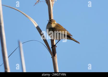 Chiffchaff comune (Phylloscopus collybita) che guarda la telecamera sulle canne in inverno e sullo sfondo del cielo blu nel parco naturale El Hondo di Elche e Crevillen Foto Stock