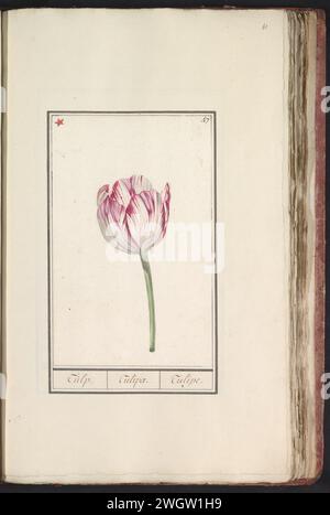 Tulp (fuoco), anonimo, 1790 - 1814 disegno Tulipano bianco-rosso. Numerato in alto a destra: 47. In alto a sinistra contrassegnato da un asterisco rosso. Parte del primo album con disegni di fiori e piante. Ottavo di dodici album con disegni di animali, uccelli e piante conosciuti intorno al 1600, realizzati per conto dell'imperatore Rodolfo II Con spiegazione in olandese, latino e francese. Carta dei Paesi Bassi meridionali. acquerello (vernice). vernice del ponte. pennello a matita per fiori: tulipani Foto Stock