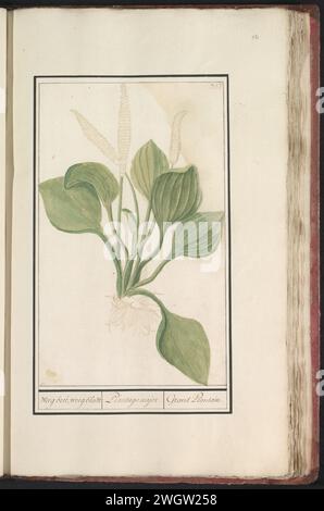 Large Weegbree (Plantago Major), Anselmus Boëtius de Boodt, 1596 - 1610 disegnando una grande piantana. Numerato in alto a destra: 337. Parte del quarto album con disegni di fiori e funghi. Undicesimo di dodici album con disegni di animali, uccelli e piante conosciuti intorno al 1600, commissionati dall'imperatore Rodolfo II Con spiegazione in olandese, latino e francese. Relatore per parere: Praagdraftsman: Carta di Delft. acquerello (vernice). vernice del ponte. spazzola di gesso piante ed erbe: plantago Foto Stock