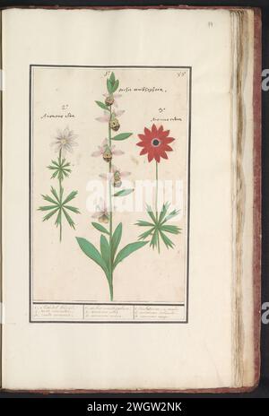 Orchidea delle Bumblebee ridendo (Ophrys bombyliflora) e anemonen (Anemone) , Orchidea delle Bumblebee ridendo (Ophrys bombyliflora), Anselmus Boëtius de Boodt, 1596 - 1610 disegnando Meadow -hommelophrys e un anemone bianco e rosso. Numerato in alto a destra: 85. Con i nomi latini. Parte del primo album con disegni di fiori e piante. Ottavo di dodici album con disegni di animali, uccelli e piante conosciuti intorno al 1600, realizzati per conto dell'imperatore Rodolfo II Con spiegazione in olandese, latino e francese. Relatore per parere: Praagdraftsman: Carta di Delft. acquerello (vernice). vernice del ponte. gesso. pennello/penna a inchiostro Foto Stock