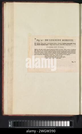 Fig. 17 "De Lygide Agresti" nel Boodts Herbarium del 1640, Anselmus Boëtius de Boodt, foglio di testo del 1640 Beschrijving bij Fig. 17 op P. 34 in: Anselm Boë de Boot I.C. Brugensis & Rodolphi 2. Imp. Roman. Medici dalle camere da letto di fiori, erbe e frutti di icone selettive, e la forza dei più sconosciuti. Onderdeel van het album met Bladen en platen Shipped de Boodts Herbarium van 1640. Het twaalfde van twaalf album met Aquarellen van dieren, vogels en planten bekend Rond 1600, gemaakt in Opdracht van Keizer Rudolf 2. Carta usata. inchiostro stampa letterpress Foto Stock