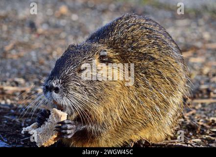 Nutria - Myocastor coypus mangiando vicino al ruscello in una piccola città ungherese Foto Stock