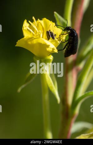 Coleotteri sui fiori, Wallowa Mountains, Oregon. Foto Stock