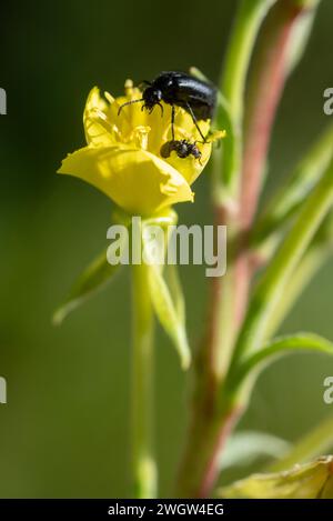 Coleotteri sui fiori, Wallowa Mountains, Oregon. Foto Stock