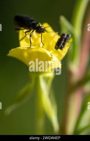 Coleotteri sui fiori, Wallowa Mountains, Oregon. Foto Stock