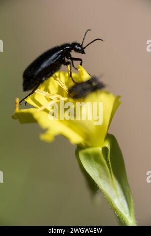 Coleotteri sui fiori, Wallowa Mountains, Oregon. Foto Stock