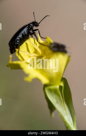 Coleotteri sui fiori, Wallowa Mountains, Oregon. Foto Stock
