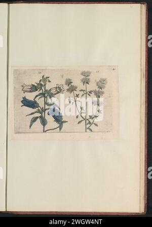 Mariëtteklokje (Campanula Medium) e Marjolein (Thymus Mastichina), Anonimo, dopo Crispijn van de Passe (i), 1640 stampa Mariëttlokje e Marjolein o Thijm. Fig. 39 e 40 su una foglia con la mano numerata 21. In: Anselmi Boëtii de Boot i.c. Brugsis & Rodolphi II Imp. Nuovo. Medici a Cubiculis Florum, Herbarum, AC Fructuum Selectiorum Icones e Vires Pleraque Hacttenus Ignotæ. Parte dell'album con riviste e piatti del Boodts Herbarium del 1640. Il dodicesimo di dodici album con acquerelli di animali, uccelli e piante conosciuti intorno al 1600, commissionati dall'imperatore Rodolfo II stampatore Foto Stock