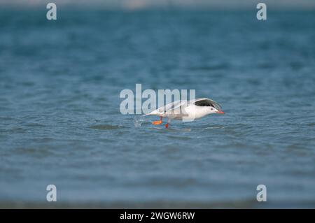 Gabbiano che corre sull'acqua. Gull dal design sottile. Chroicocephalus genei. Foto Stock