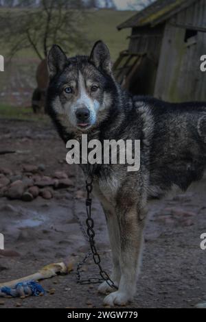 Un mix di husky su una catena Foto Stock