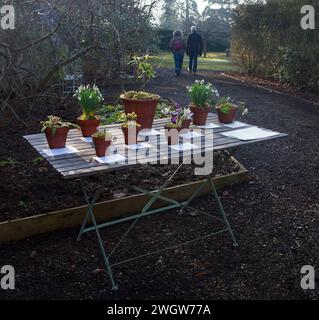 Tavolo da esposizione nel giardino d'inverno presso gli Easton Walled Gardens Foto Stock