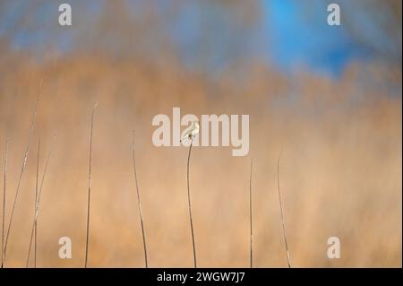 Piccolo uccello su rami secchi di canna. Chiffchaff comune, Phylloscopus collybita. Sfondo, sfondo. Foto Stock